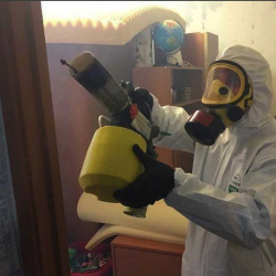 Уничтожение клопов в квартире. Починок
